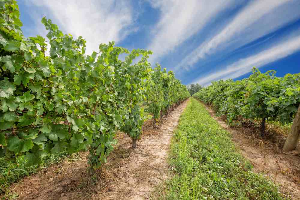 Niagara on the Lake Grape fields that produce famous Ontarian wine and Icewine